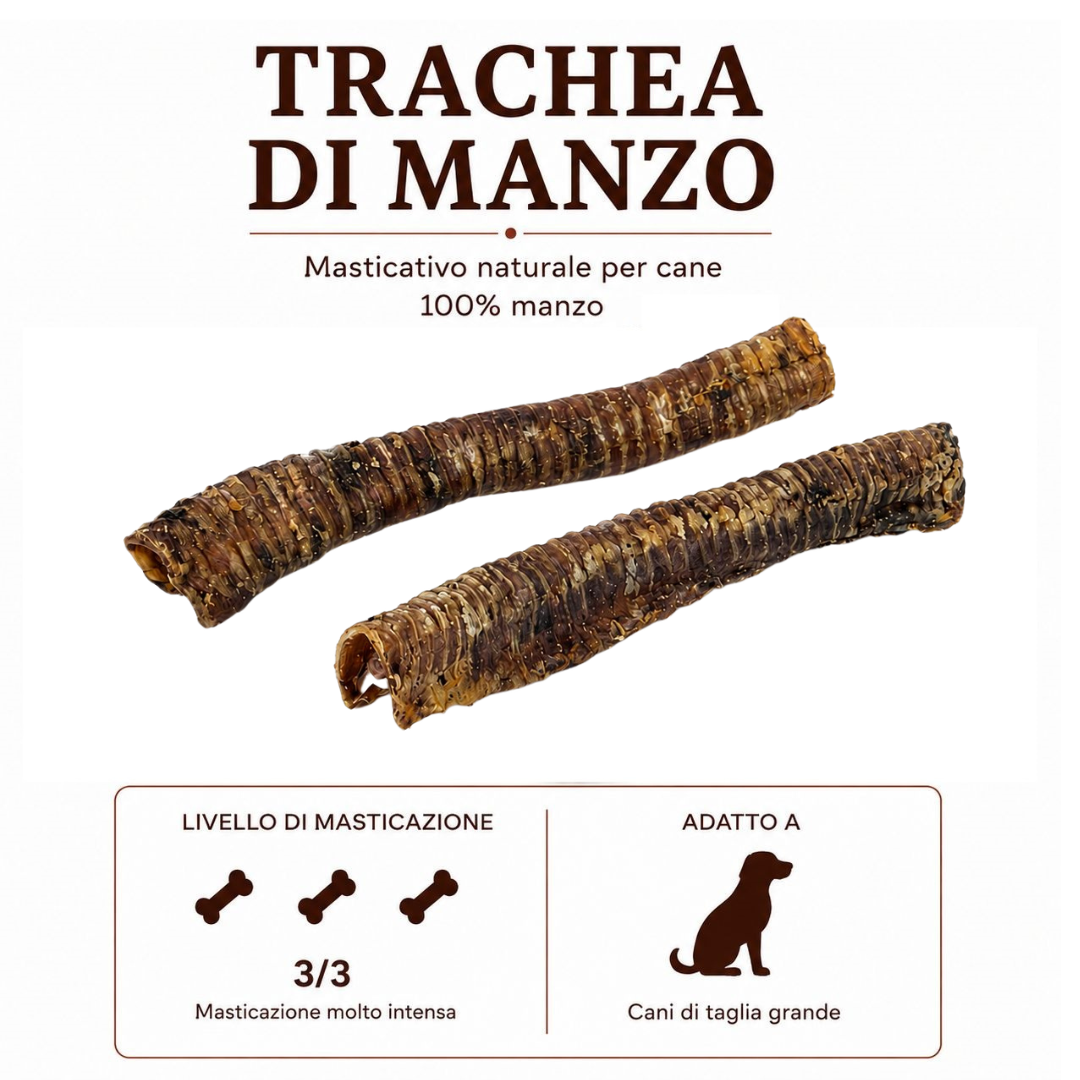Trachea Lunga