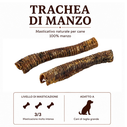 Trachea Lunga