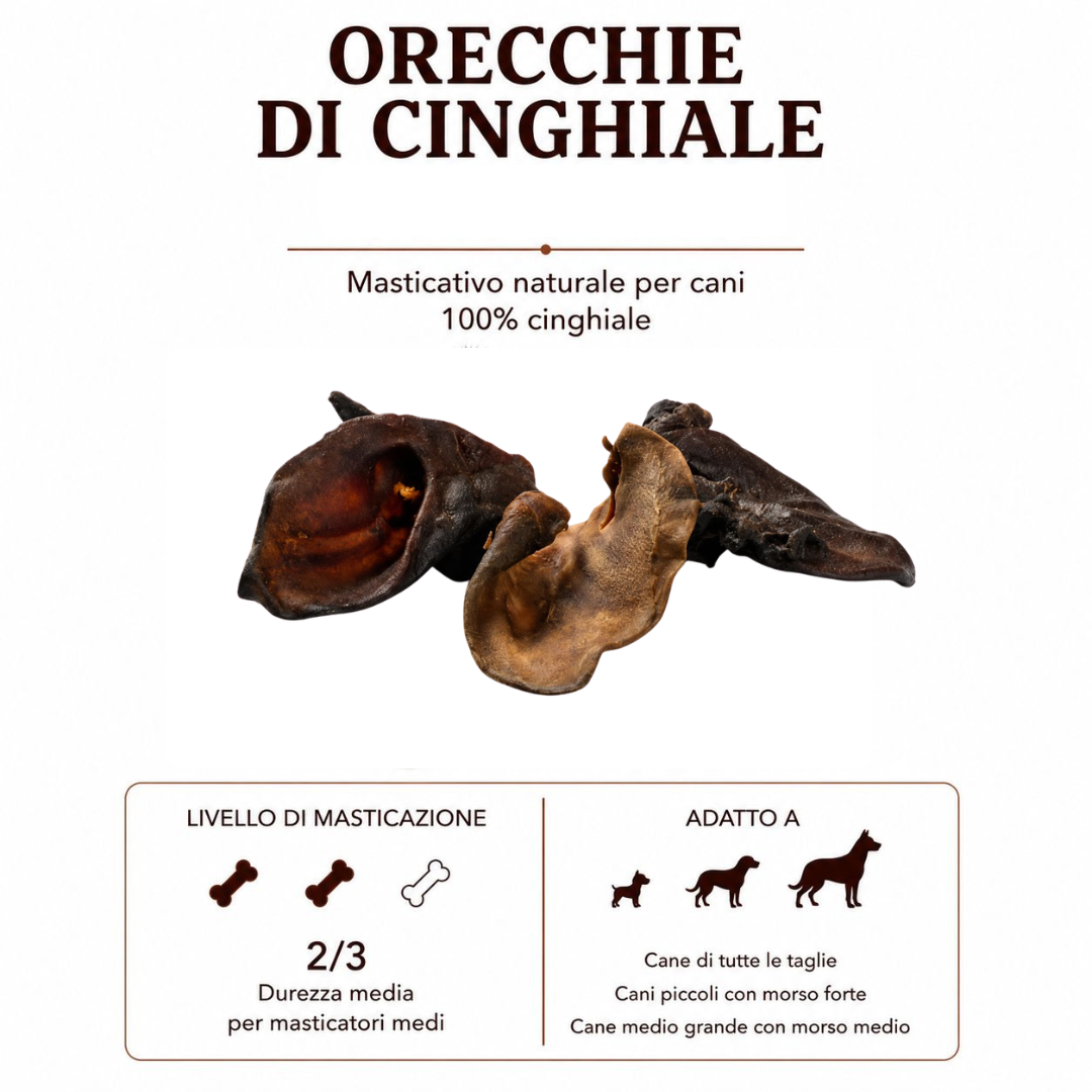 Orecchie Cinghiale senza pelo