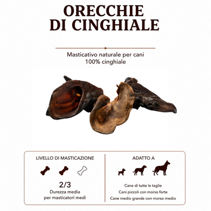 Orecchie Cinghiale senza pelo