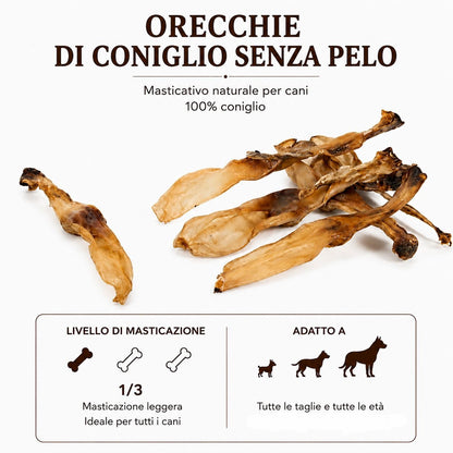 Orecchie Coniglio senza pelo
